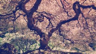 A large tree in autumn.